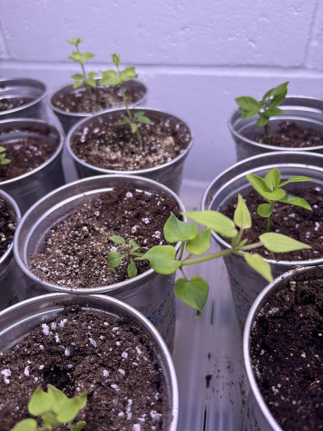 Nihon Akane Diary, Pt. 1