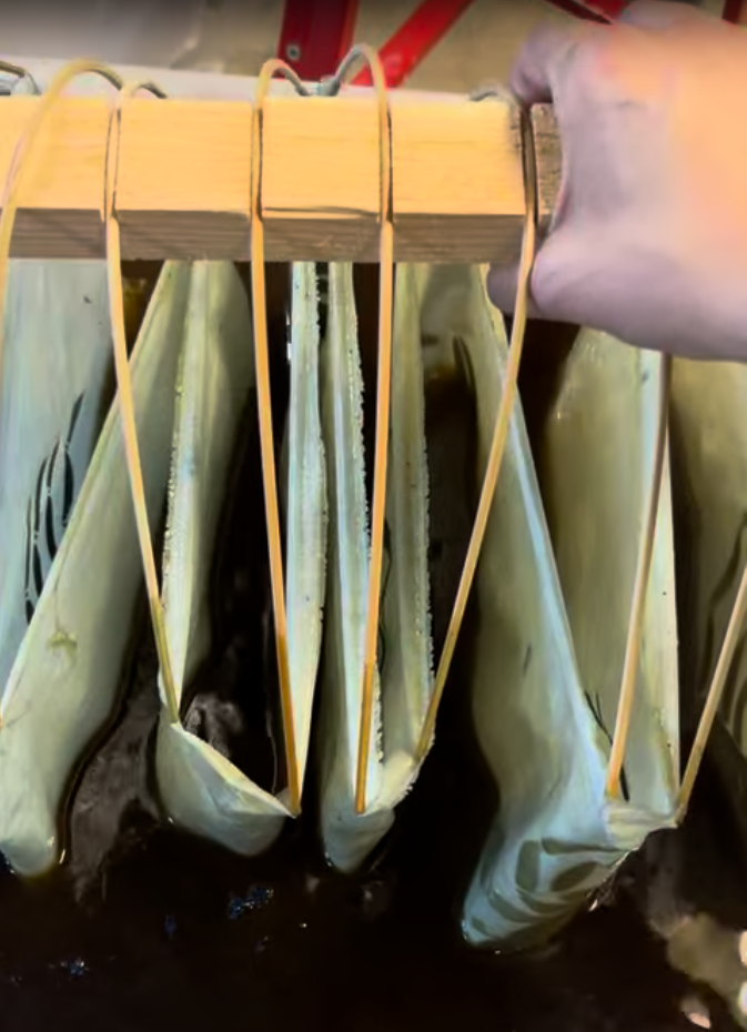 Cloth in the indigo vat, accordion folds